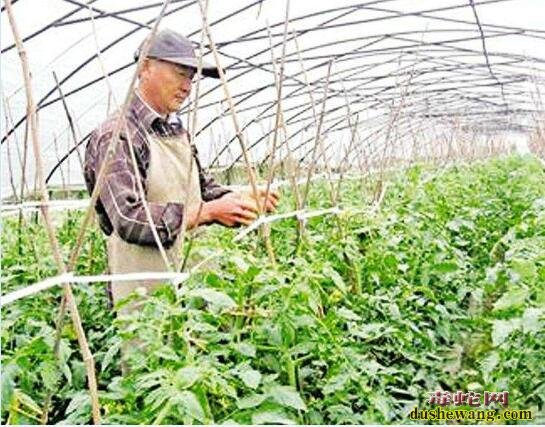 大棚蔬菜种植、冬季大棚蔬菜整枝打杈技术要点