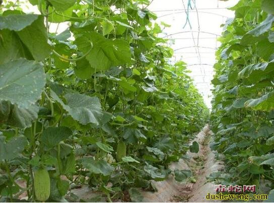 大棚蔬菜种植、农村大棚蔬菜种植利润怎么样?