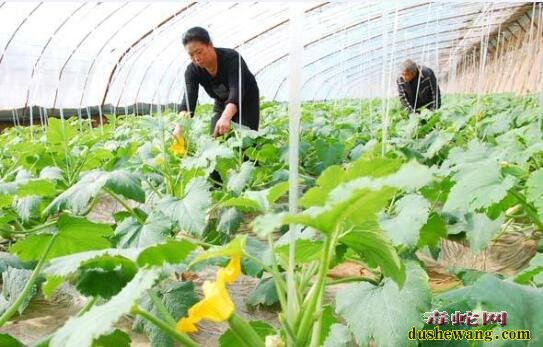 大棚蔬菜种植、农村大棚蔬菜种植利润怎么样?