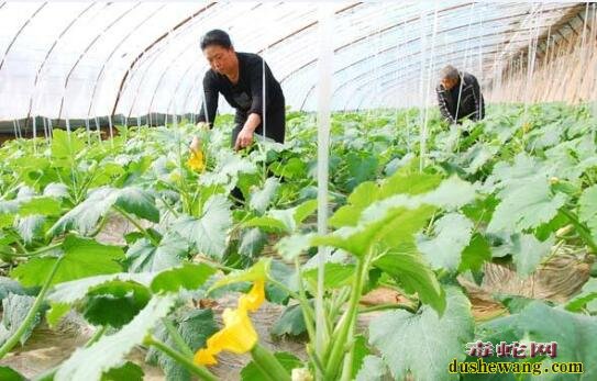 大棚蔬菜种植、农村大棚蔬菜种植利润怎么样？