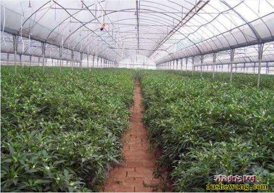 大棚蔬菜种植、农村大棚蔬菜种植利润怎么样?