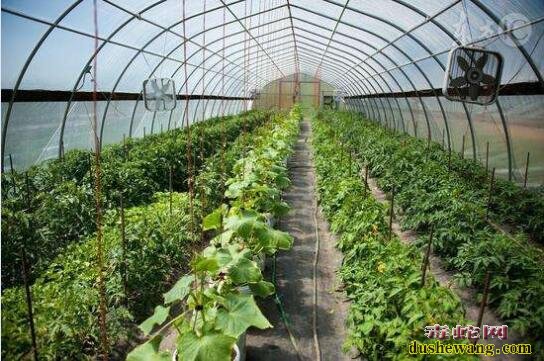 大棚蔬菜种植、农村大棚蔬菜种植利润怎么样?
