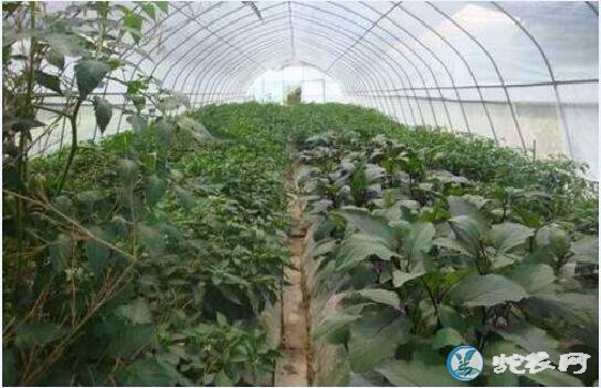 大棚蔬菜种植、大棚蔬菜种植技术现状?发展潜力大!投资大!
