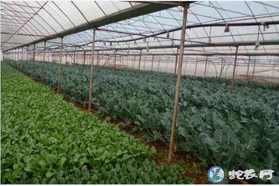 大棚蔬菜种植、大棚蔬菜种植技术现状?发展潜力大!投资大!