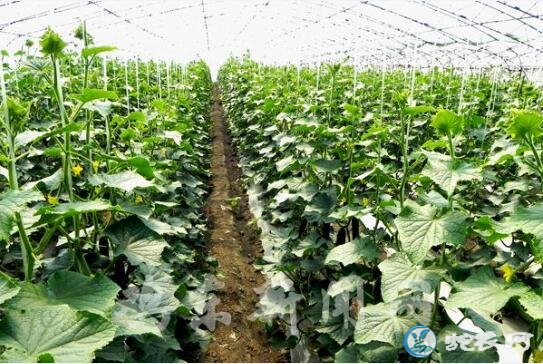 大棚蔬菜种植、大棚蔬菜种植技术现状?发展潜力大!投资大!