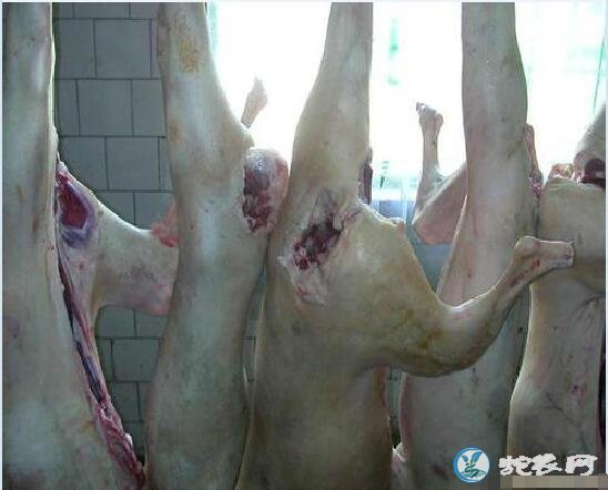 肉狗价格