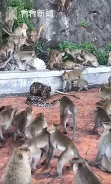 蟒蛇侵闯猴山猴子惨遭猎杀！群猴嘶吼无力救助！