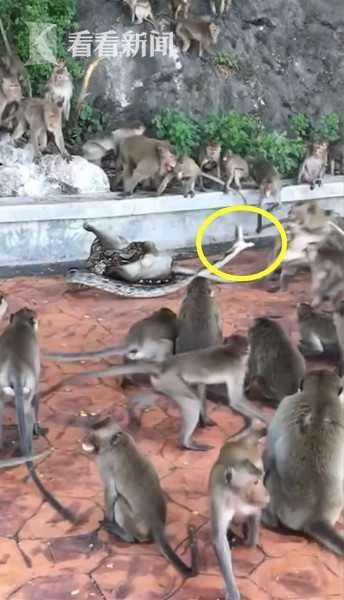 蟒蛇侵闯猴山猴子惨遭猎杀！群猴嘶吼无力救助！