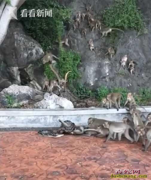 蟒蛇侵闯猴山猴子惨遭猎杀！群猴嘶吼无力救助！