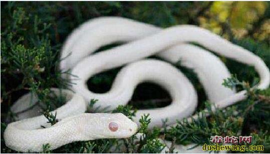 灵蛇故事：捕蛇的周老大捕获一条大大白蛇却一只流泪！