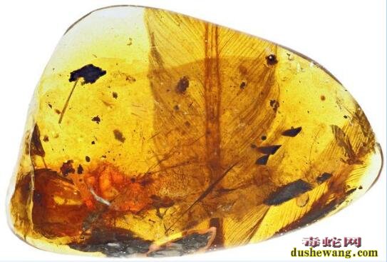 琥珀中发现古鸟化石！是亿年前凶猛小型古鸟类！