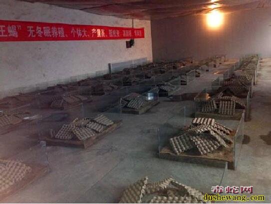 蝎子养殖加盟店、怎么开蝎子养殖加盟?有什么优势?