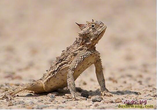 沙漠蜥蜴沙蜥属的特征中国都有哪些沙漠蜥蜴品种