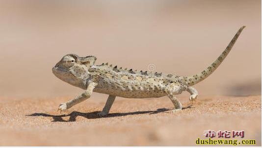 沙漠蜥蜴图片