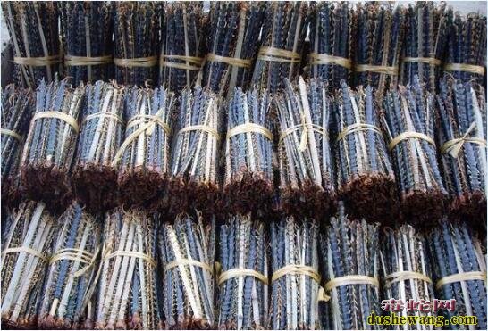 蜈蚣几条腿?号称“百足虫”的蜈蚣到底有多少条腿?