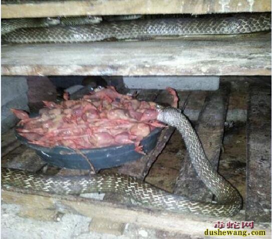 养蛇场蛇吃下小鸡后卡在喉咙噎死怎么回事?是饲料大了吗?