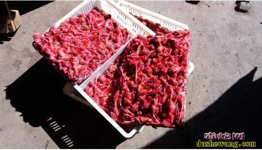 养蛇场蛇吃下小鸡后卡在喉咙噎死怎么回事?是饲料大了吗?