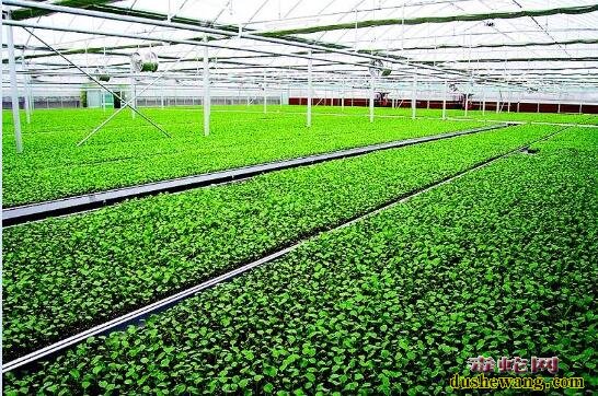 花菜栽培技术:花椰菜插叶快速无性繁殖的方法