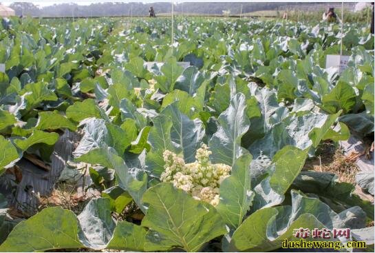花菜栽培技术:春花椰菜小棚栽培技术分享