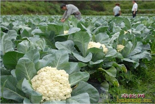 花菜栽培技术：春花椰菜小棚栽培技术分享