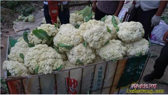 花菜栽培技术:春花椰菜小棚栽培技术分享