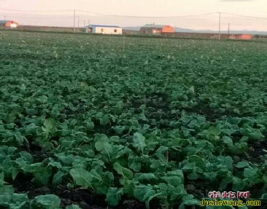 甘蓝种植技术-莱芜甘蓝介绍、芜菁甘蓝的施肥技术要点