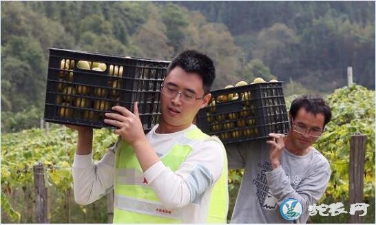 广西融安农民靠6000多亩罗汉果脱贫致富!
