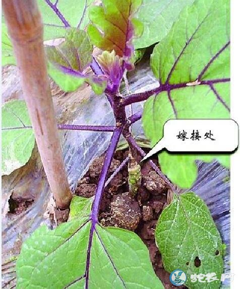 茄子种植技术、茄子的嫁接高产栽培技术