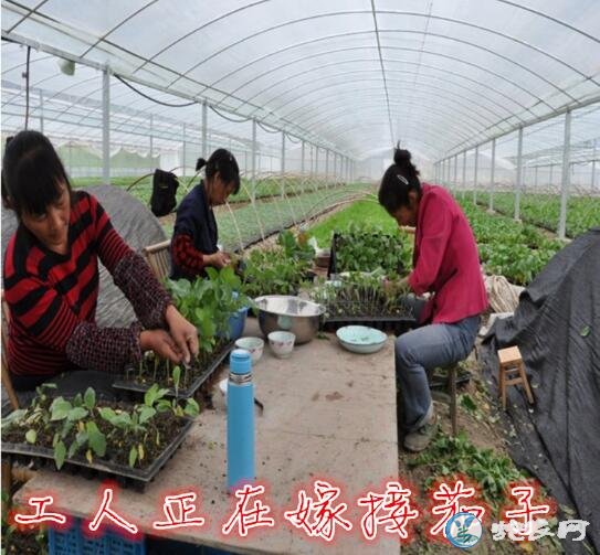 茄子种植技术、茄子的嫁接高产栽培技术