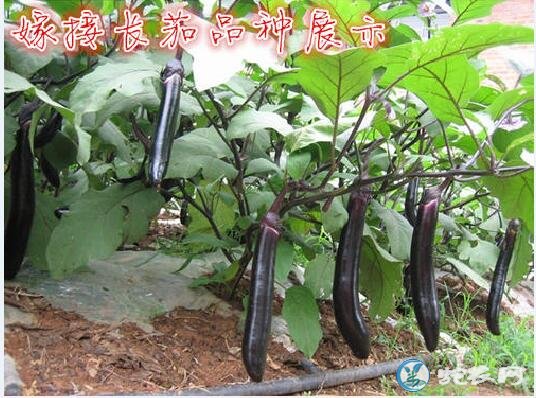 茄子种植技术、茄子的嫁接高产栽培技术