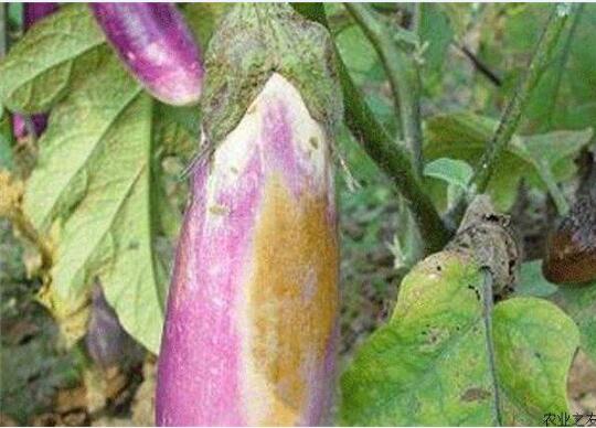 茄子病虫害防治、雨季茄子烂果怎么办?