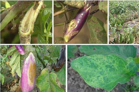茄子病虫害防治、雨季茄子烂果怎么办?
