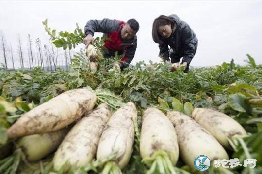 萝卜怎么种、萝卜冬季种植高产栽培技术