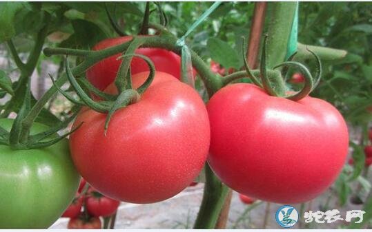 西红柿种植技术、长江97番茄及其栽培技术要点