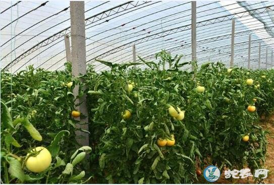 西红柿种植技术、长江97番茄及其栽培技术要点