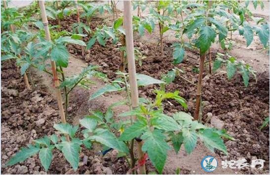 西红柿种植技术、春番茄低温露地栽培措施及注意事项