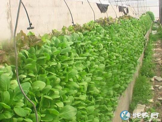 小青菜怎么种、小青菜的小拱棚无公害栽培技术