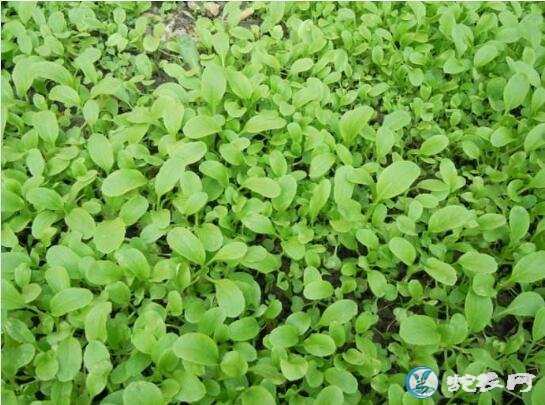 2019-11-08 浏览 次 来源:蛇农网 小青菜种植钱要整理好大田