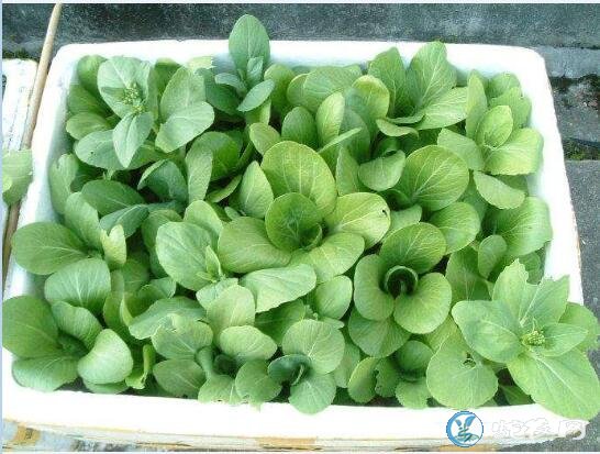 小青菜怎么种、阳台种小青菜怎么种长的快?