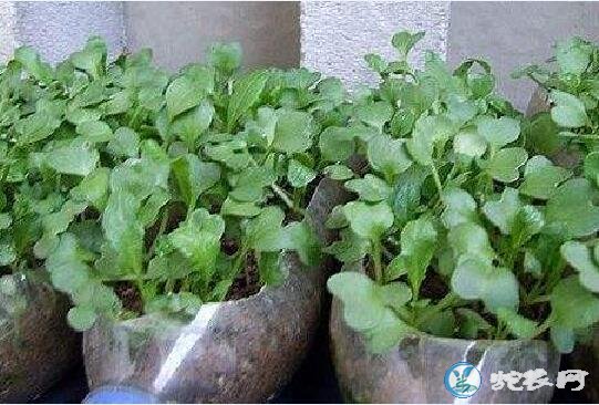 小青菜怎么种、阳台种小青菜怎么种长的快?