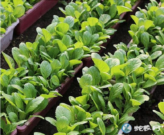 小青菜怎么种、阳台种小青菜怎么种长的快?