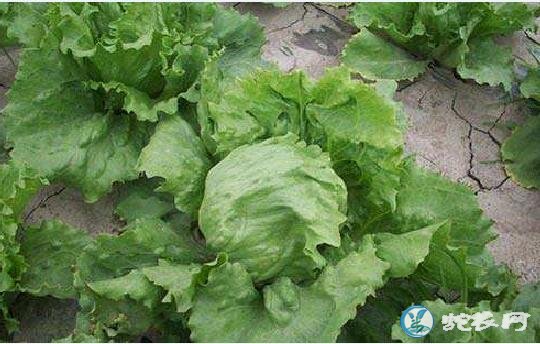 生菜种植、结球生菜种植时间与管理方法