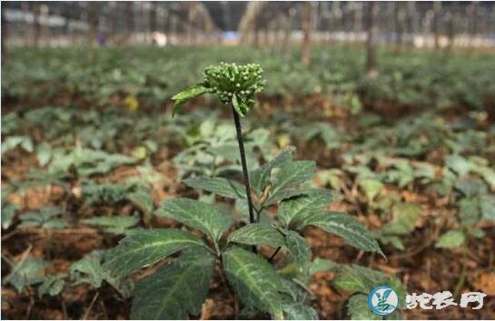 三七怎么种、三七栽培种植技术要点