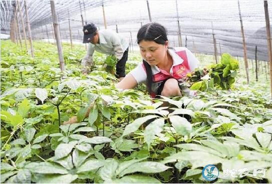 三七怎么种、三七栽培种植技术要点