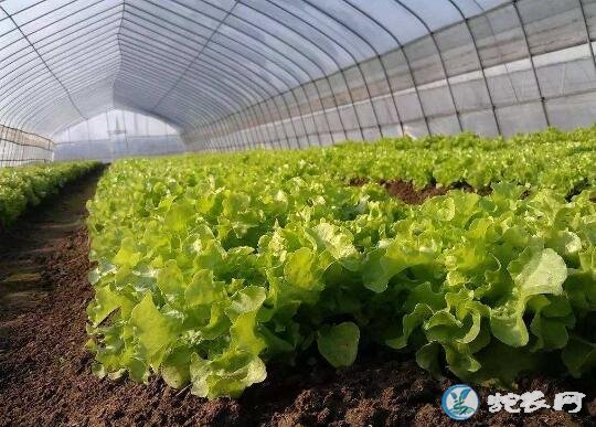 生菜种植、生菜露地种植技术与管理要点