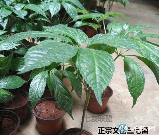 三七怎么种、三七怎么种植花盆栽?