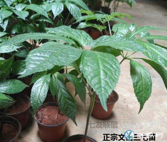 三七怎么种、三七怎么种植花盆栽？