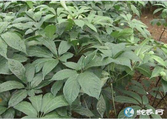 三七怎么种、三七怎么种植花盆栽?
