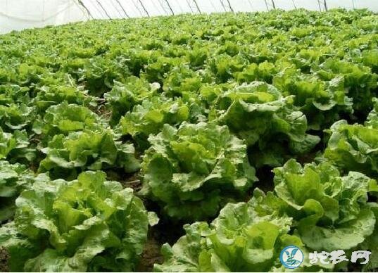 2019年11月8日生菜价格行情、今日生菜多少钱一斤?