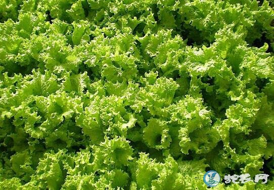 2019年11月8日生菜价格行情、今日生菜多少钱一斤?